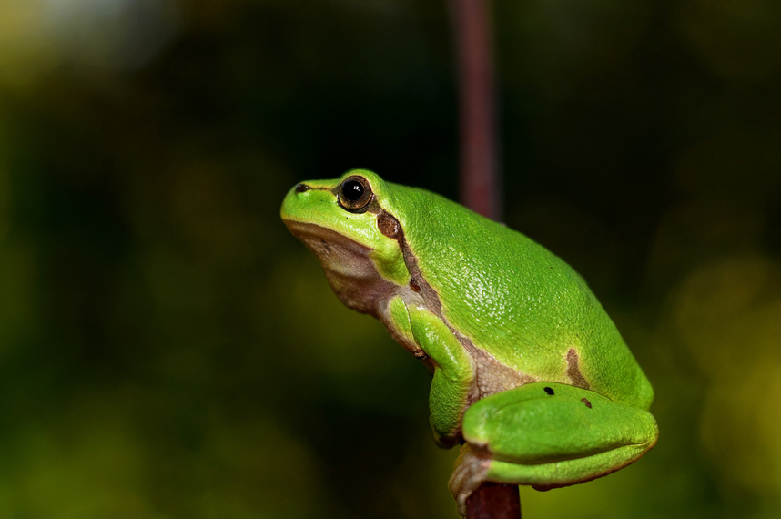 Green Frog in Nature